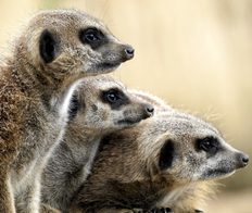Ark Wildlife 001