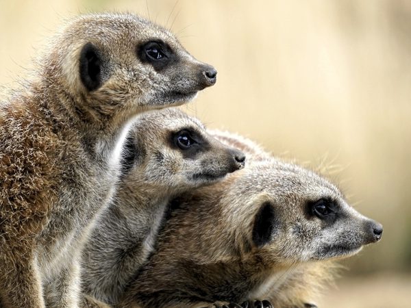 Ark Wildlife 001