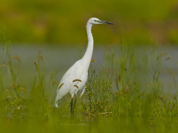 white bird in grass field