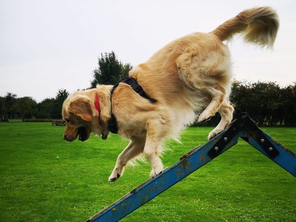 Sutterton Dog Park Main 002