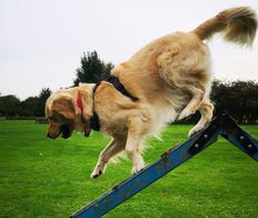Sutterton Dog Park Main 002